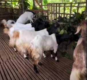 4 ekor kambing betina 50-60kiloan jumboan siap kurban 2026 ekonomisan