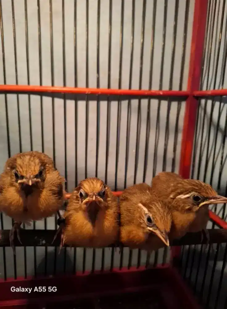 Anakan wambi usia 2bln body gede garansi jantan