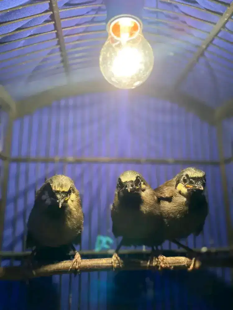 Anakan poksay hongkong jantan garansi usia 2bln