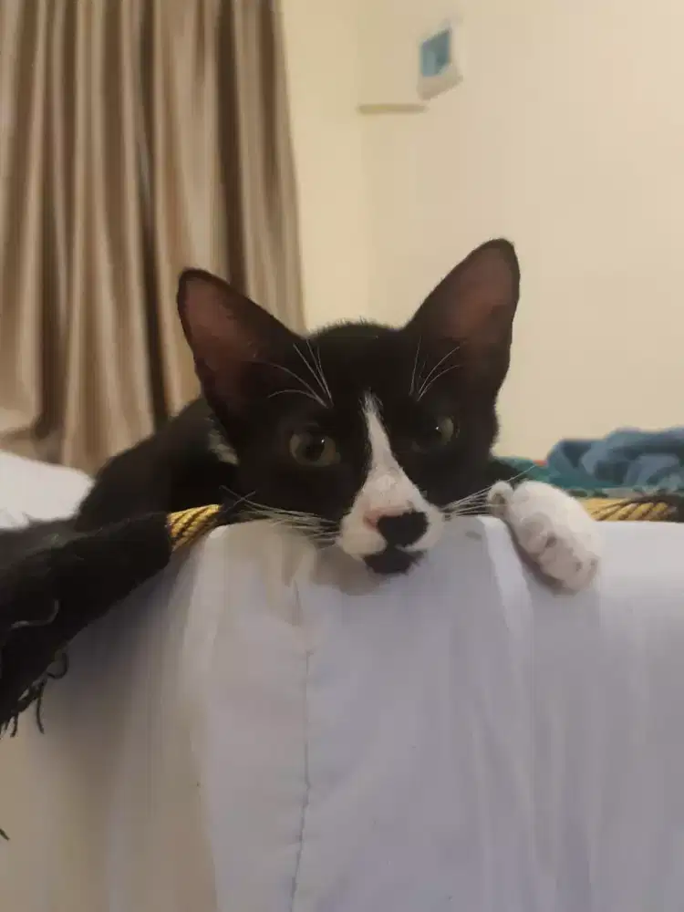 Kucing betina 7 bulan lincah