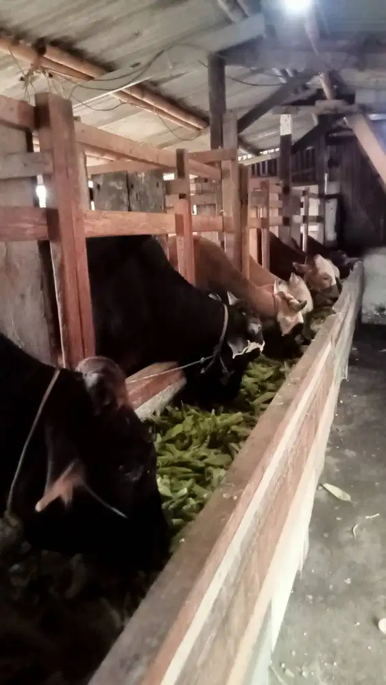 Domba dan sapi qurban