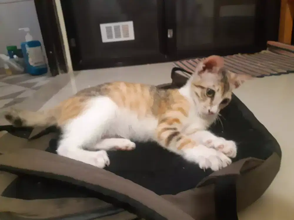 Kucing betina 6 bulan