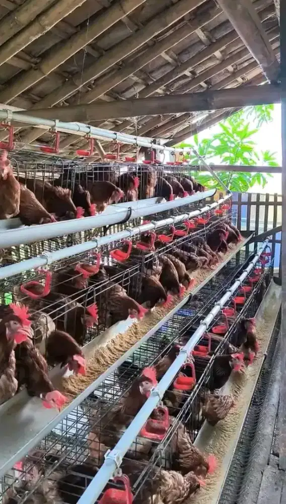 JUAL AYAM PETELUR PRODUKSI TELOR