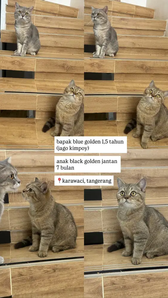 British Short Hair (BSH)