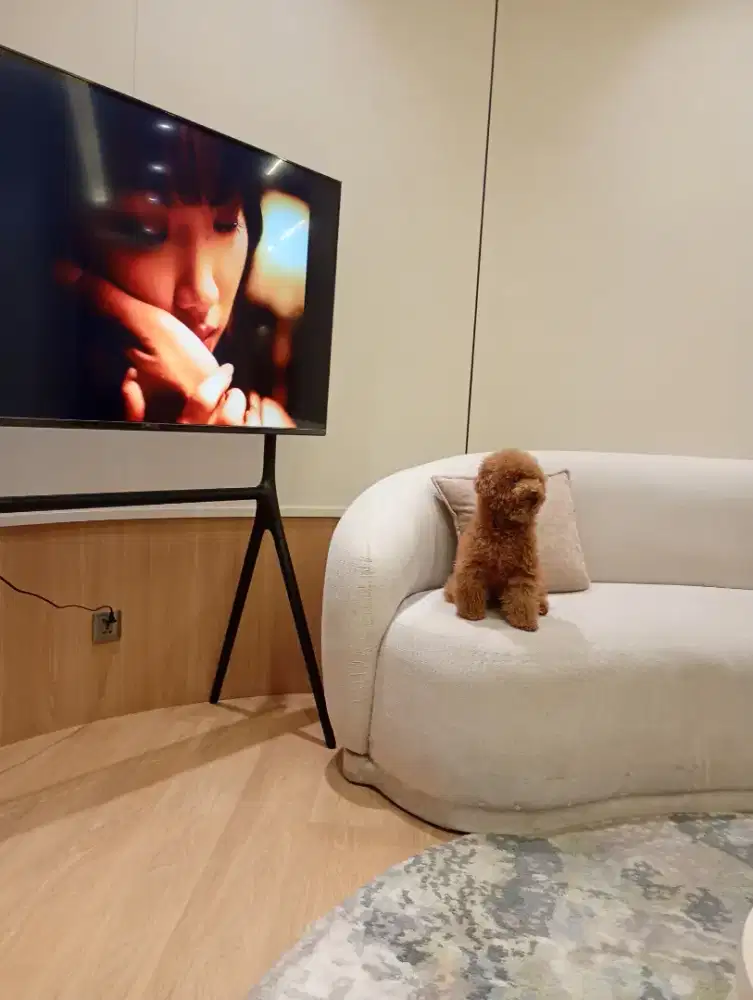 Anjing pudul toy betina dn jantan