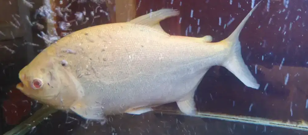 Ikan hias pacu albino