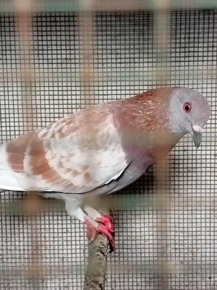 merpati tinggian jlamprong