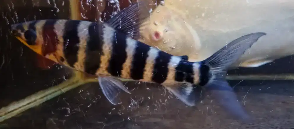 Ikan hias leporious black banded