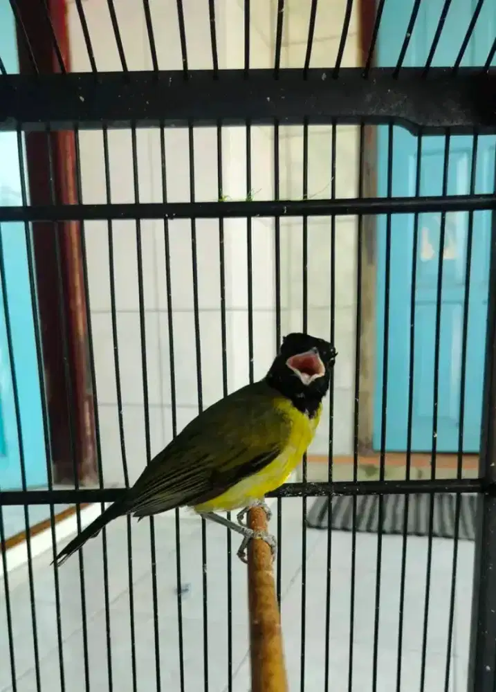 Burung samyong jantan mulus