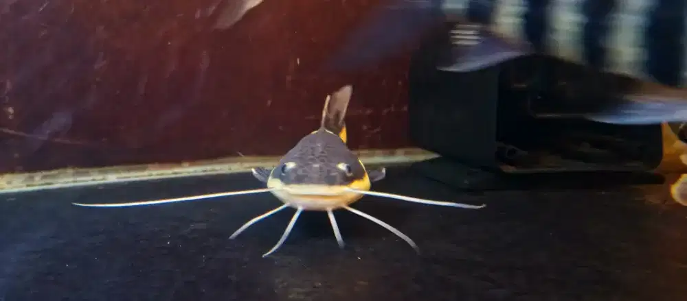 Ikan hias red tail cat fish