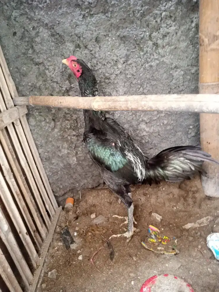 Jual ayam Bangkok