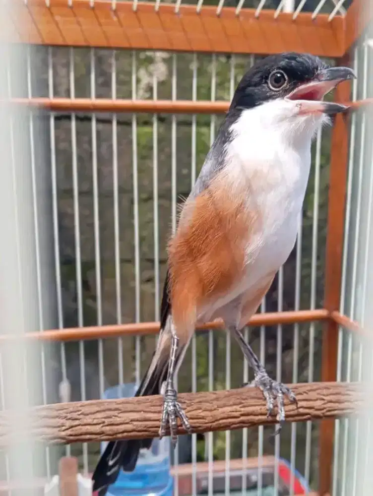 Cendet madura pastol gacor