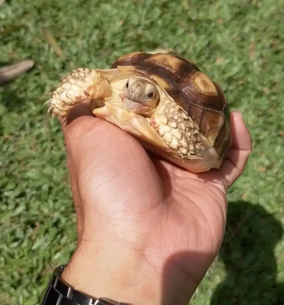 Kura-kura Sulcata