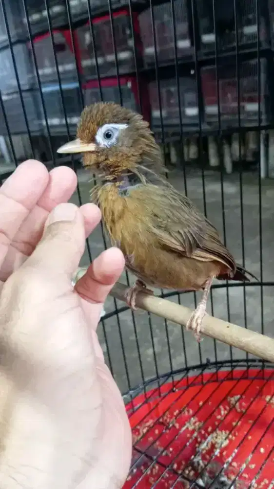 Paud wambi ternakan lokal garansi jantan