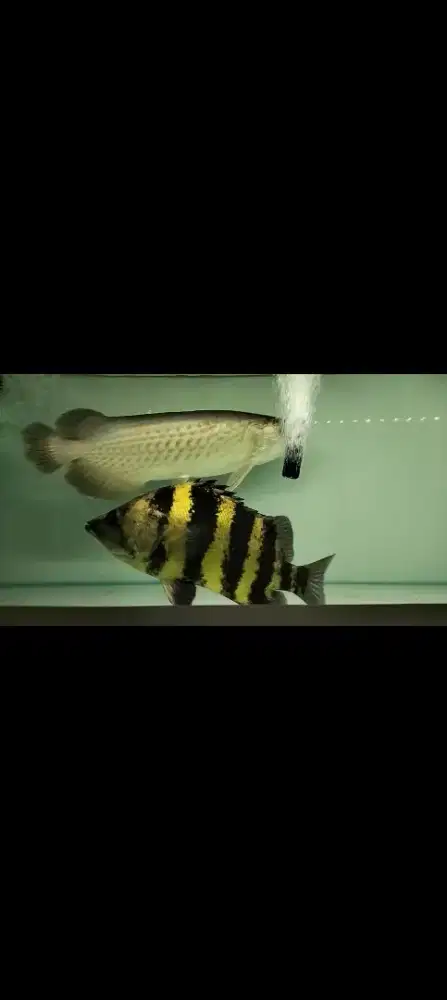 Ikan hias Tiger fish