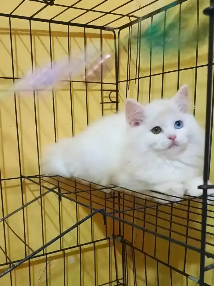 Kucing Persia White Solid Betina Odd Eyes