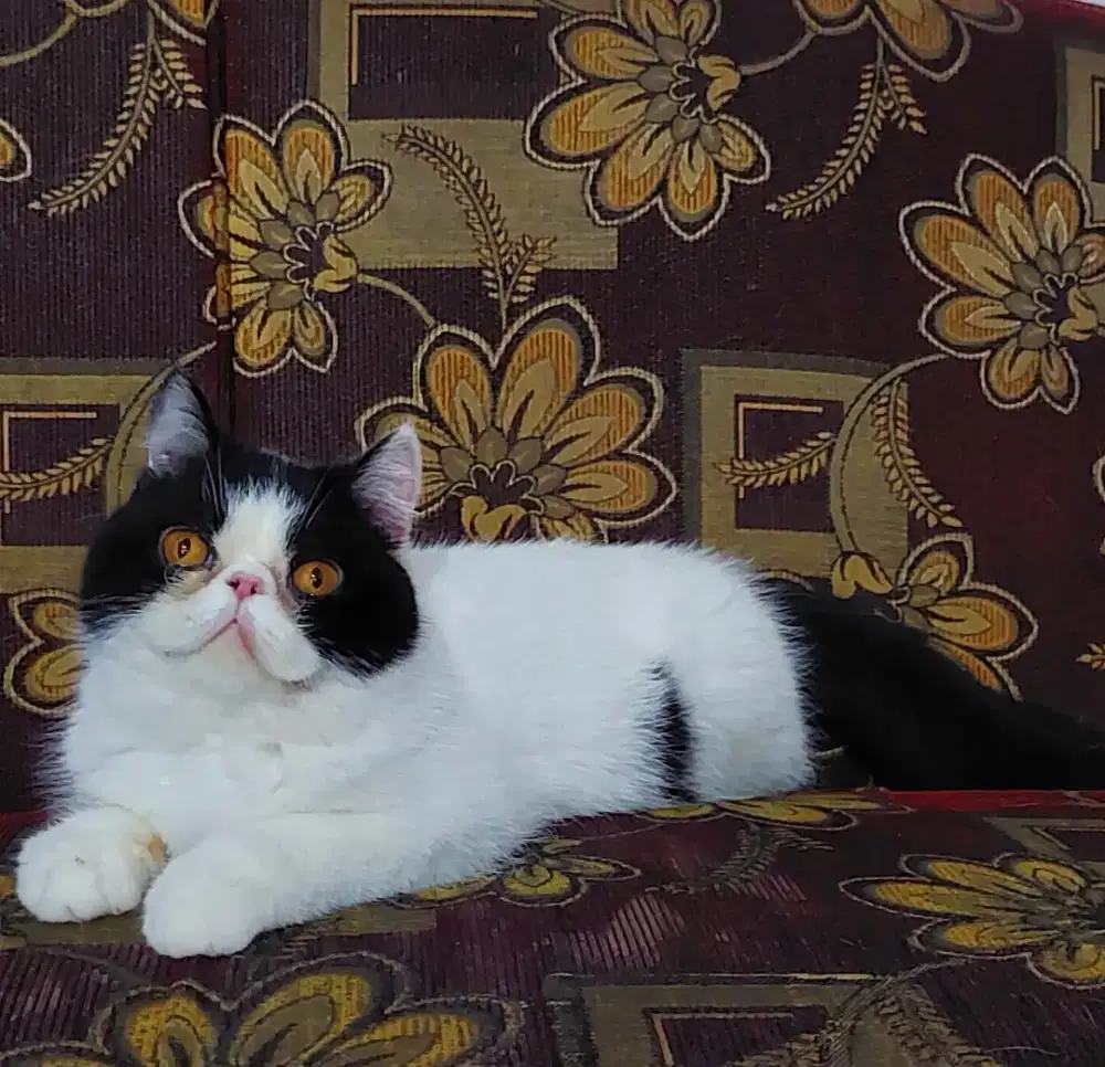 Kucing ras persia peaknose exotics horthair,maincoone,british,flatnose