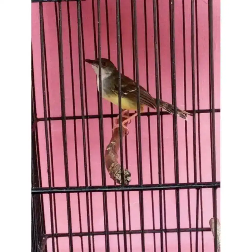 Ciblek Semi Jantan Pilihan Sehat Lincah Mulus.