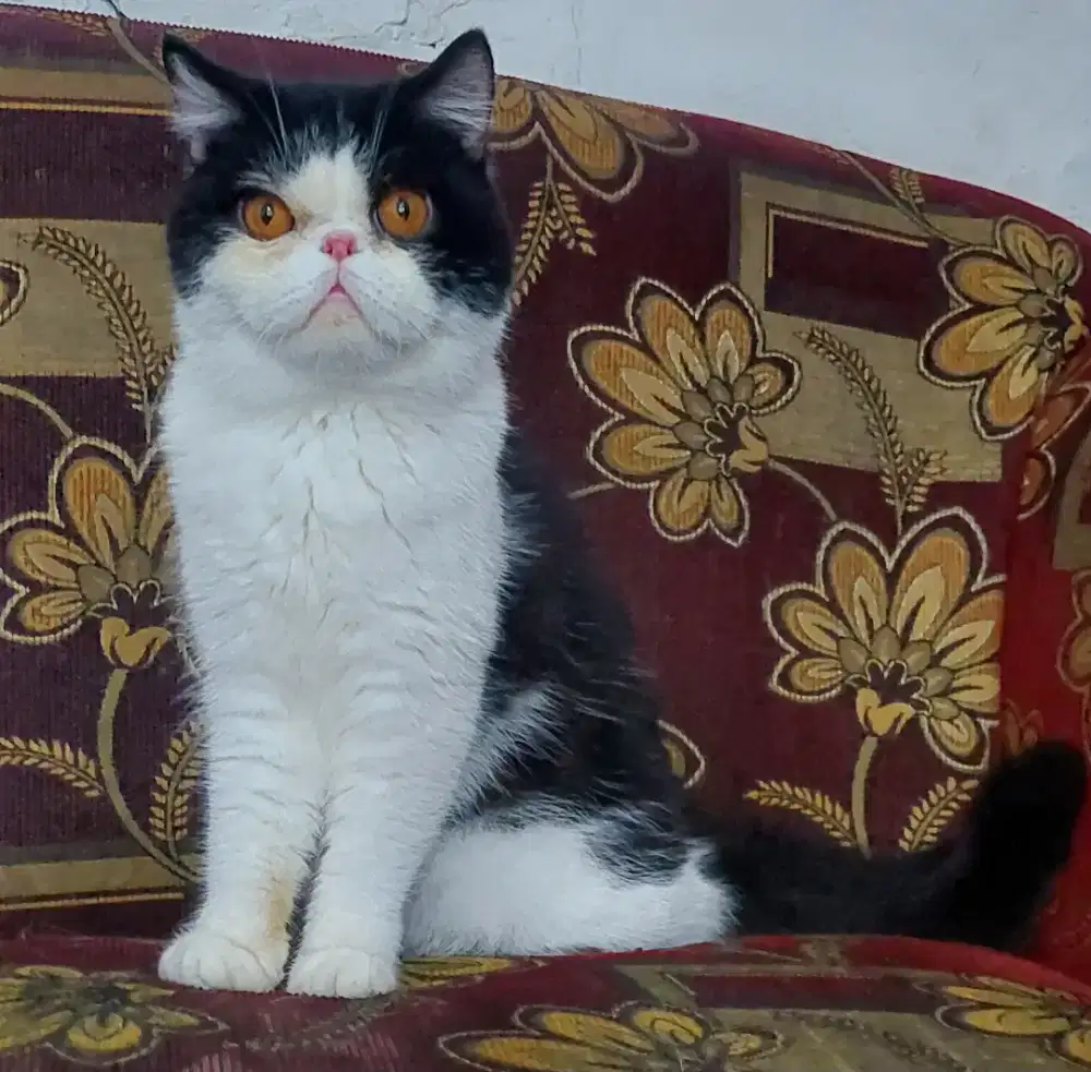 Kucing ras persia peaknose exotic shorthair,maincoone,british,flatnose