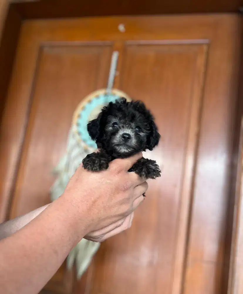 Anjing / puppies silver tiny poodle super cute
