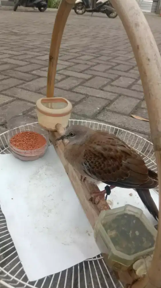 Derkuku dari anak jantan jinak