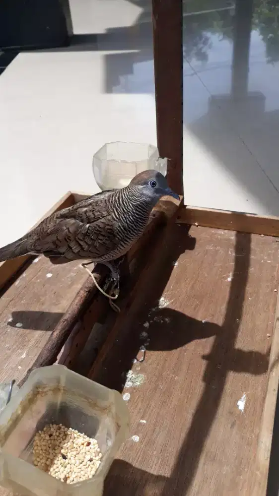 Perkutut jinak pake sangkar layang