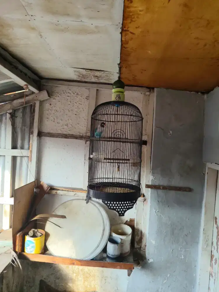 Di jual burung Lovebird pls kandang harga Rp 400.000 Nega aja ya gan