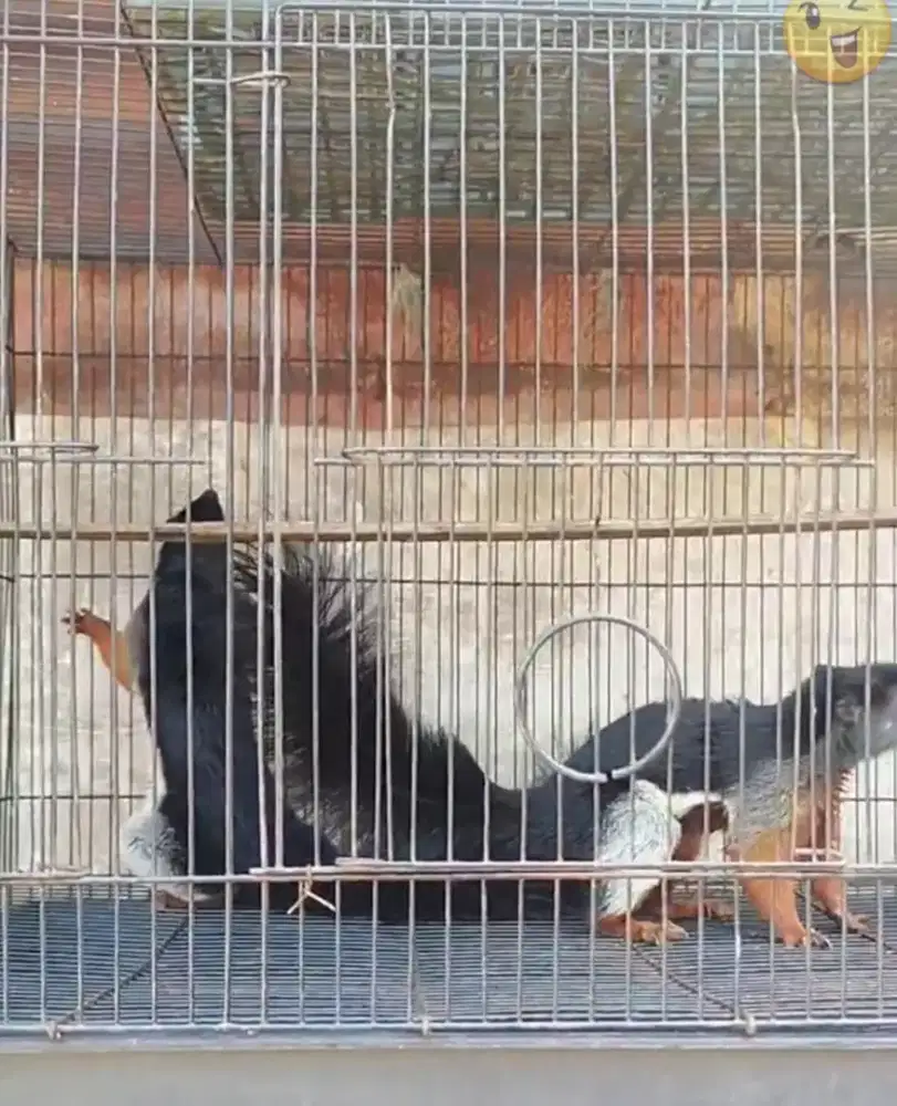 Tupai 3 warna prevosti sehat pasangan