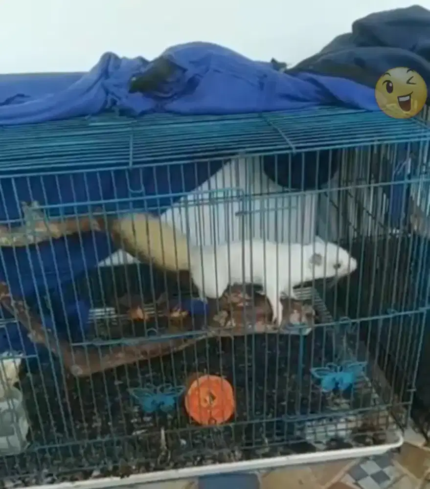 Tupai kelapa leucistik mata hitam