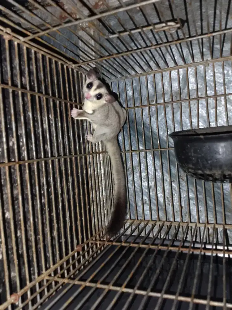Sugar glider wf het cream betina 8 bulan