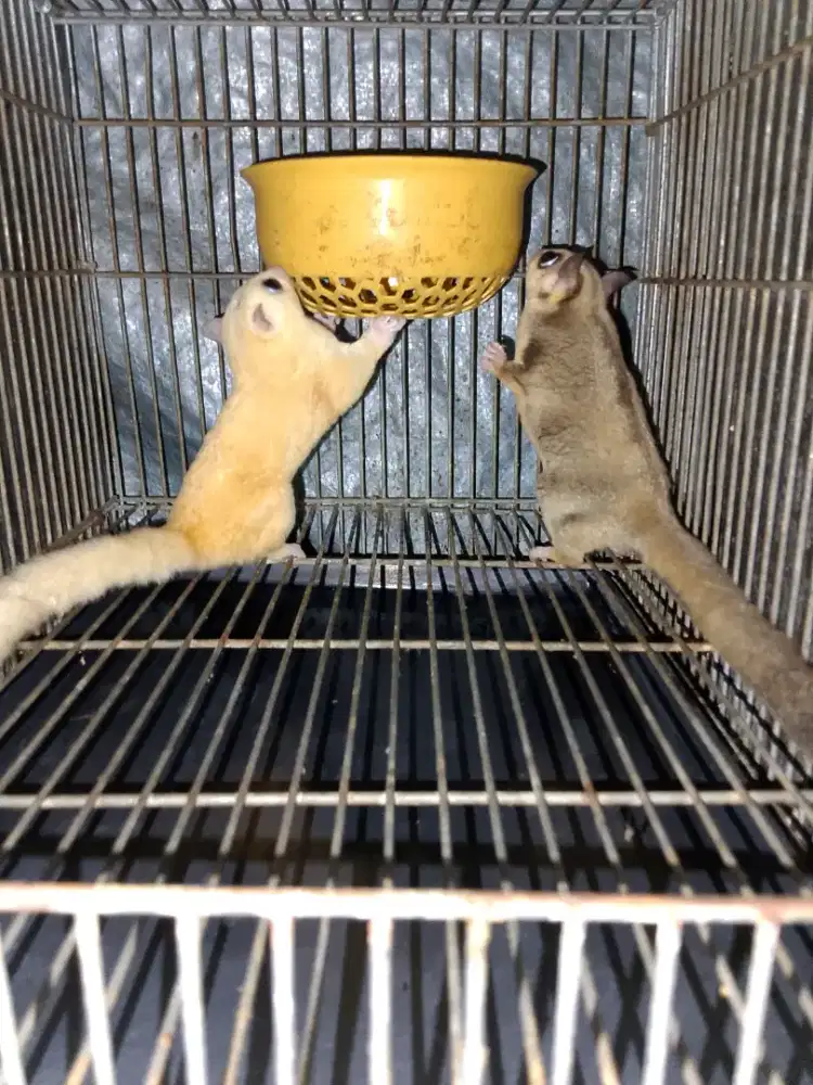 Sugar glider sepasang leu x cg