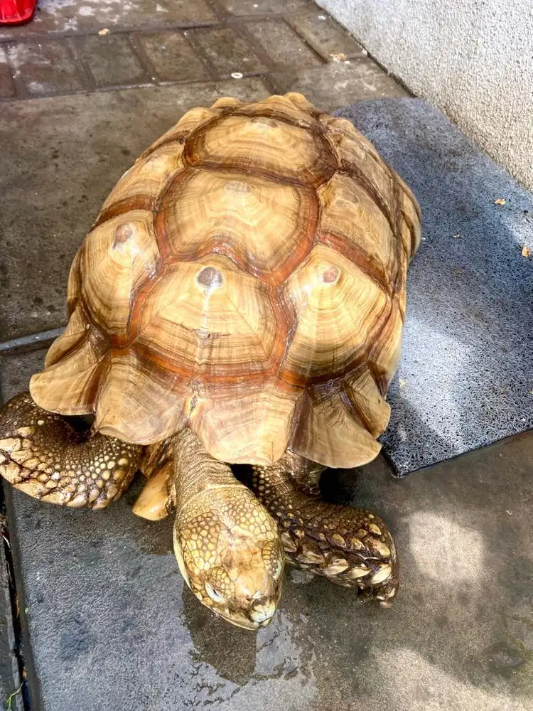 Kura Kura Sulcata 50 cm
