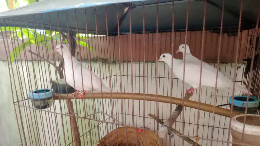 Burung Puter Putih
