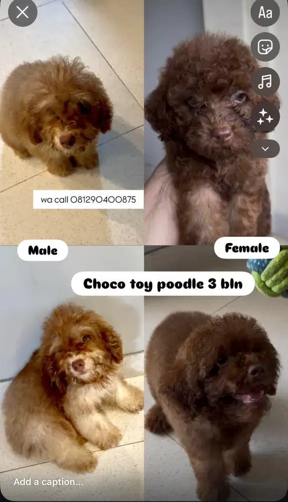 Choco toy poodle