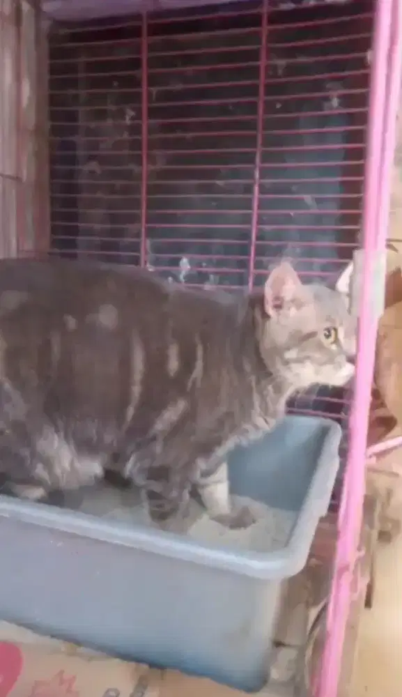 Kucing BSH blue tabby jantan steril