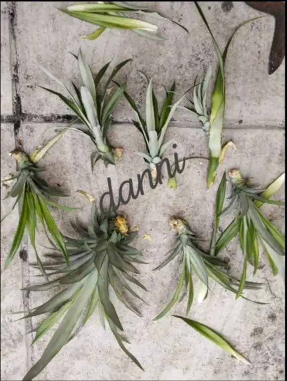 Bibit nanas dari batang dan mahkota