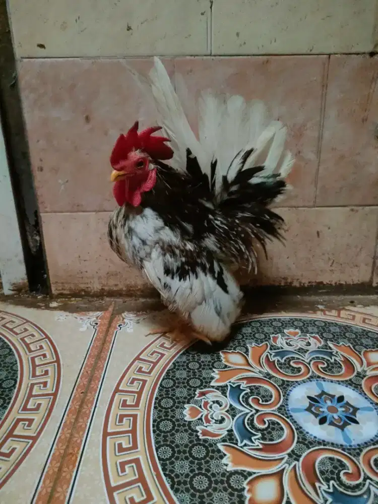 Ayam Serama wana blorok cantik