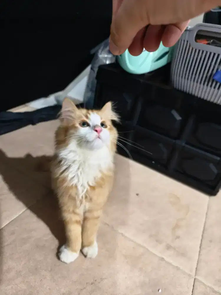 Kitten Persia Umur 3 Bulan (Jantan) Anak Kucing COD Gedebage