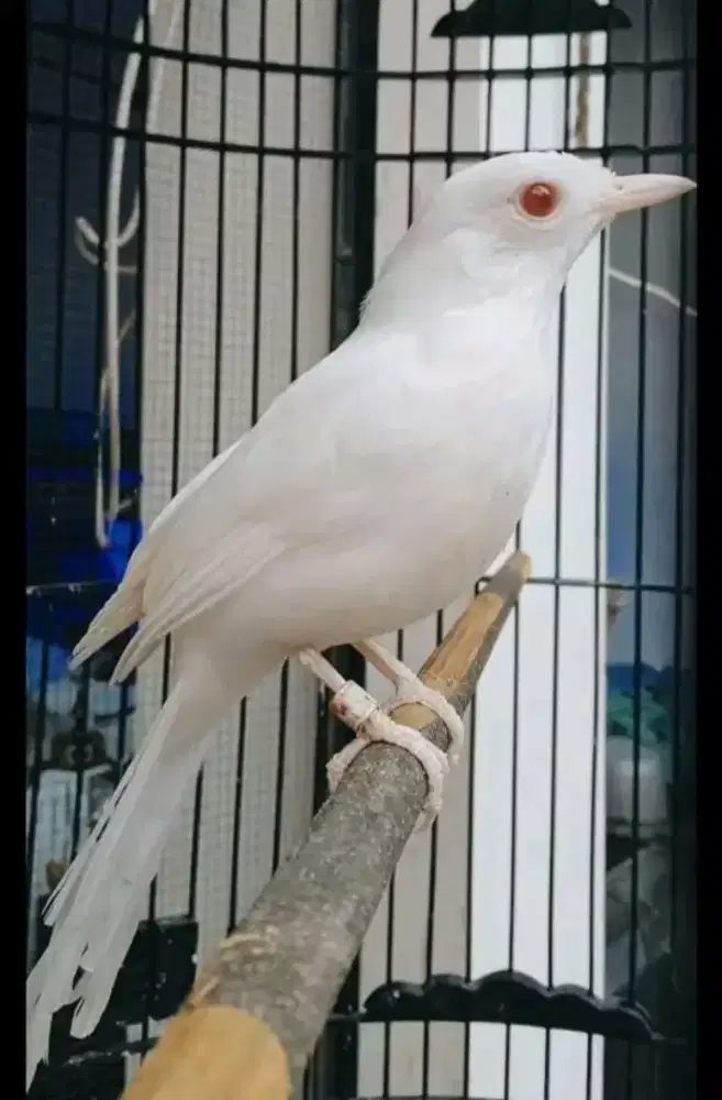 Jual murai batu albino jantan usia mapan