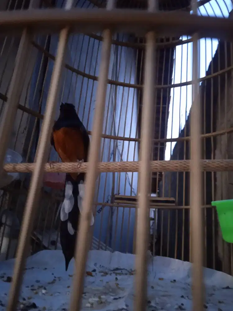 Muray Oriental Aceh Ring X~Ray