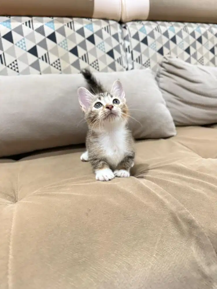 Kucing Munchkin kaki pendek bsh persia