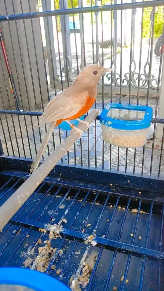 Jual murai batu golden shama jantan