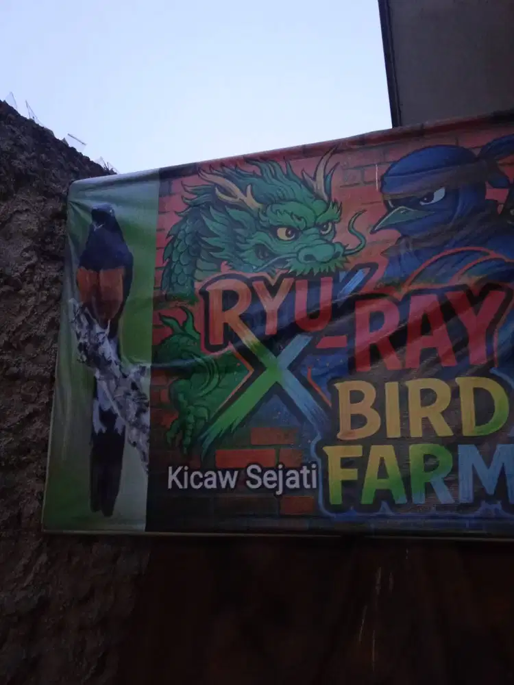 Muray Oriental Aceh Ring X~Ray