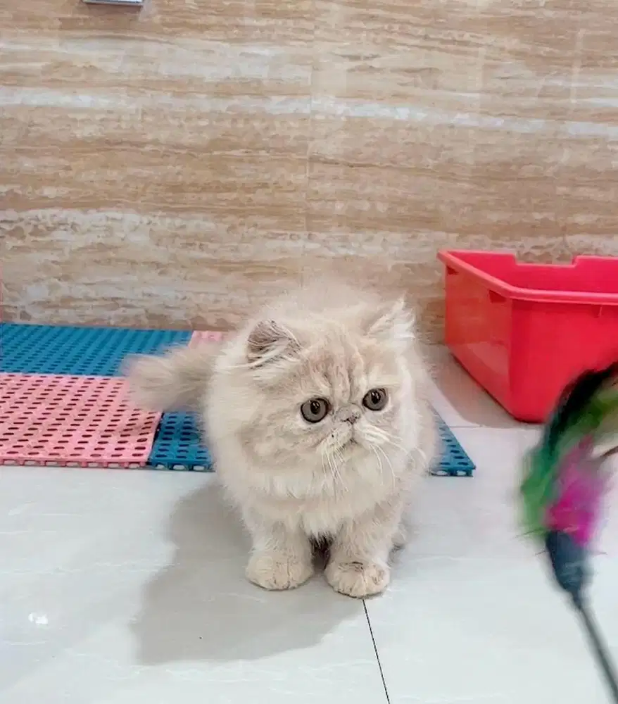 Kucing Persian Peaknose Jantan 4 bulan