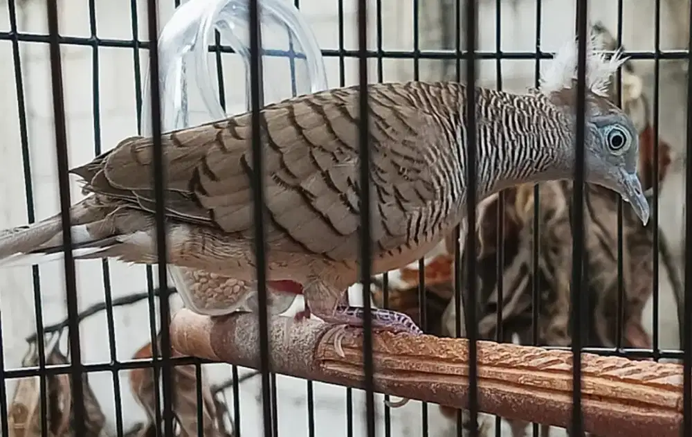 Perkutut Jambul Songgo Ratu