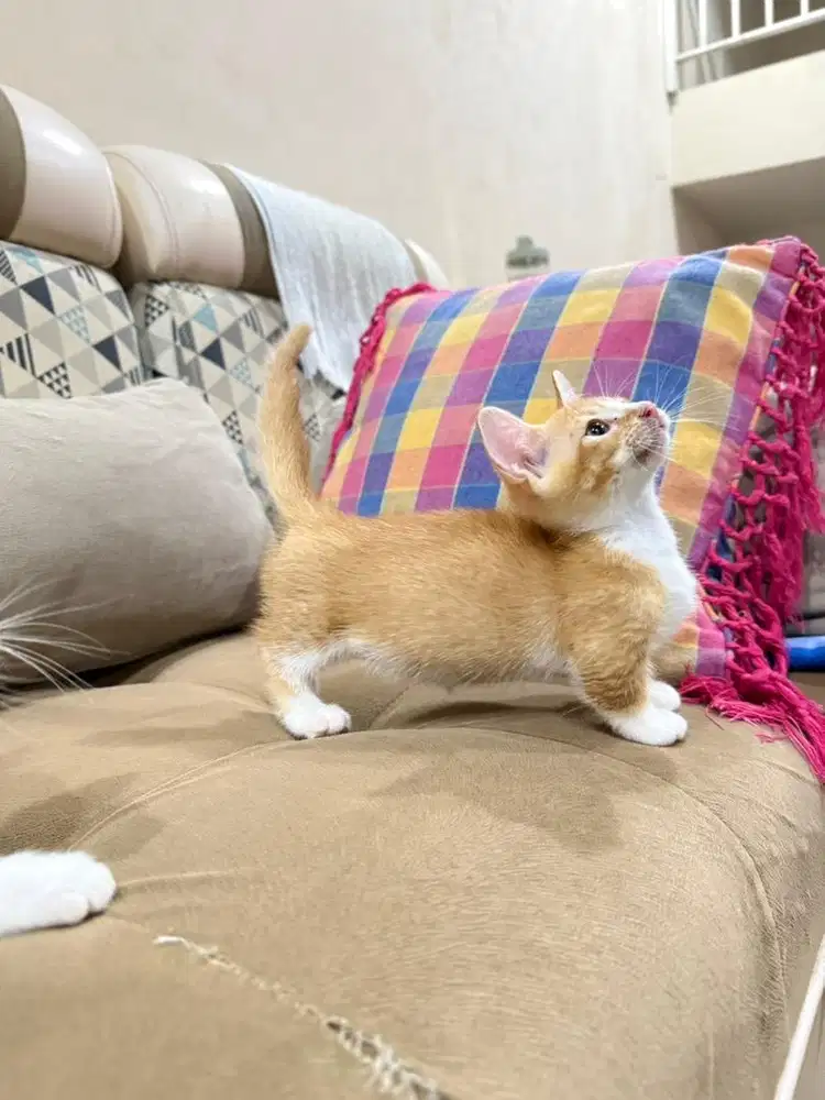 Kucing Munchkin kaki pendek persia anggora bsh