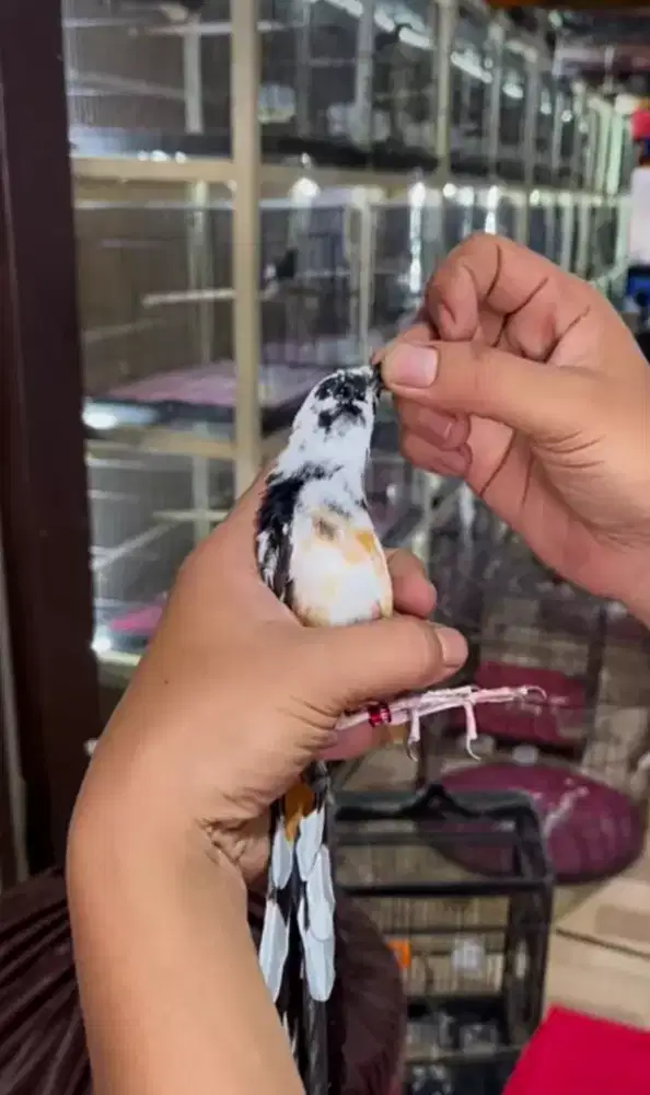 Jual murai batu jantan semi panda silangan panda x murai medan