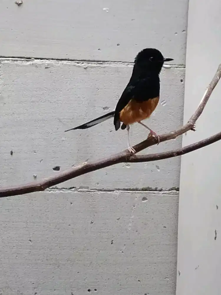 Jual murai batu larwo jantan ori banyuwangi