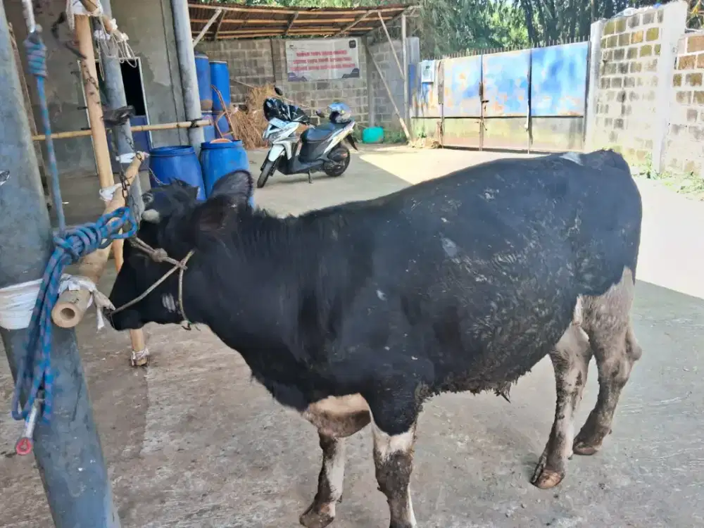 Sapi Qurban Holstein