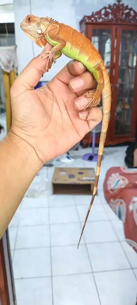 Iguana super red pedes